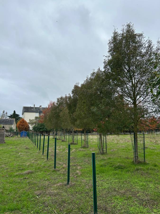 Photo des arbres 2