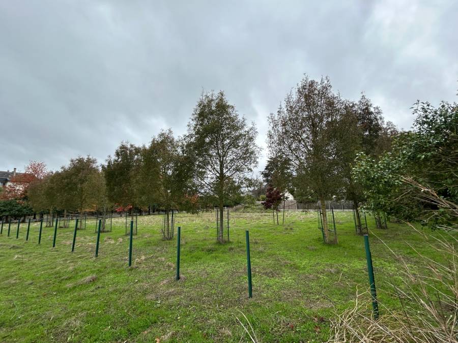 Photo des arbres 1